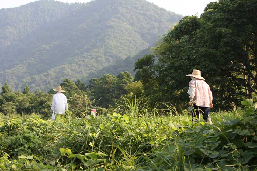 北陸本線新疋田－敦賀　農家の人たち